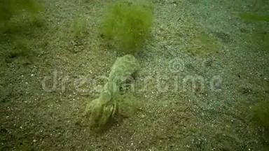海崖乌波吉比亚pusilla-一种属于卡利亚纳索夫超科的甲壳动物。